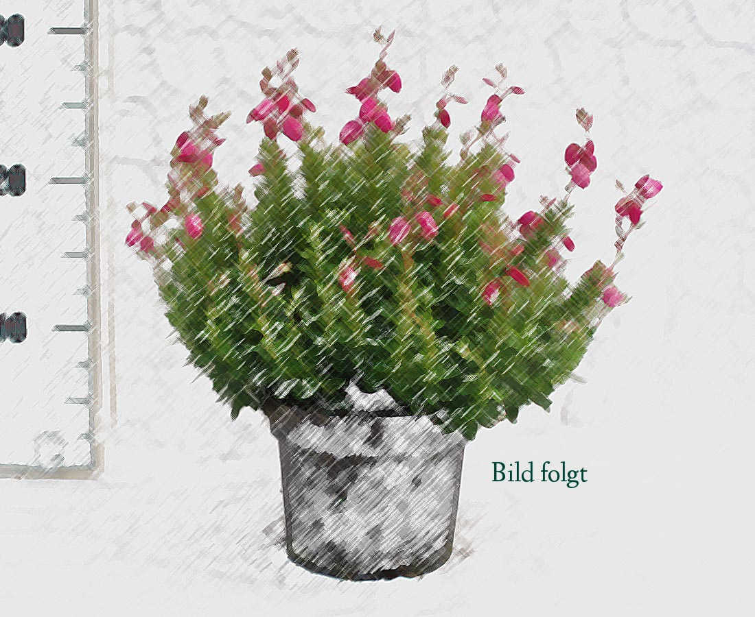 Erica gracilis rot weiss (Poppi)
