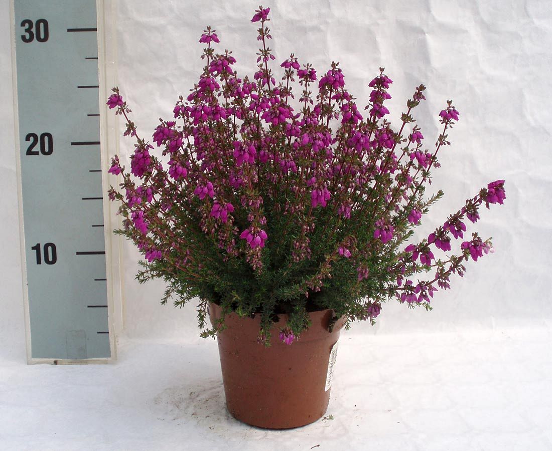 Erica cinerea - lila