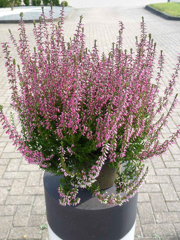 Calluna Vulgaris - Dorotha