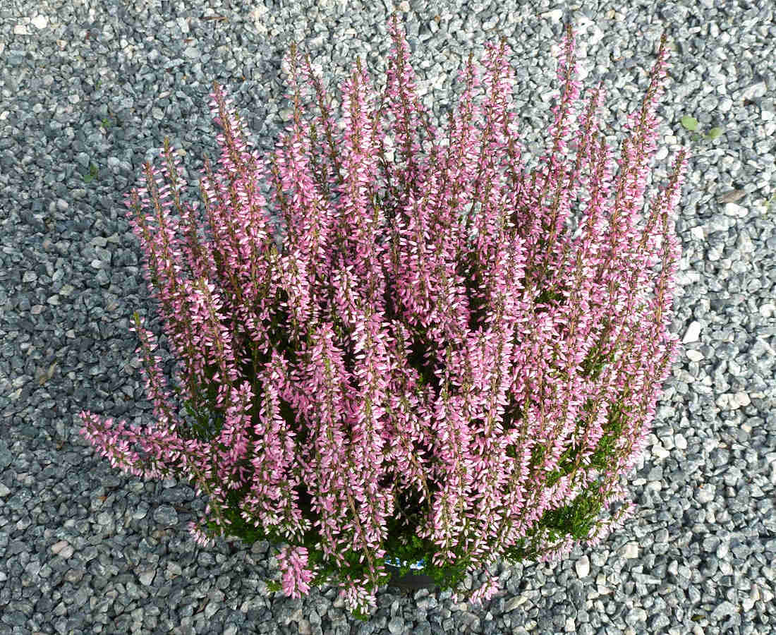 Calluna vulgaris - Ella