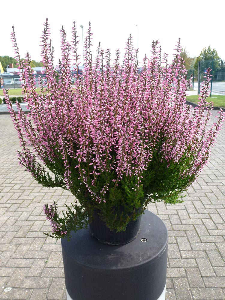 Calluna vulgaris - Ella