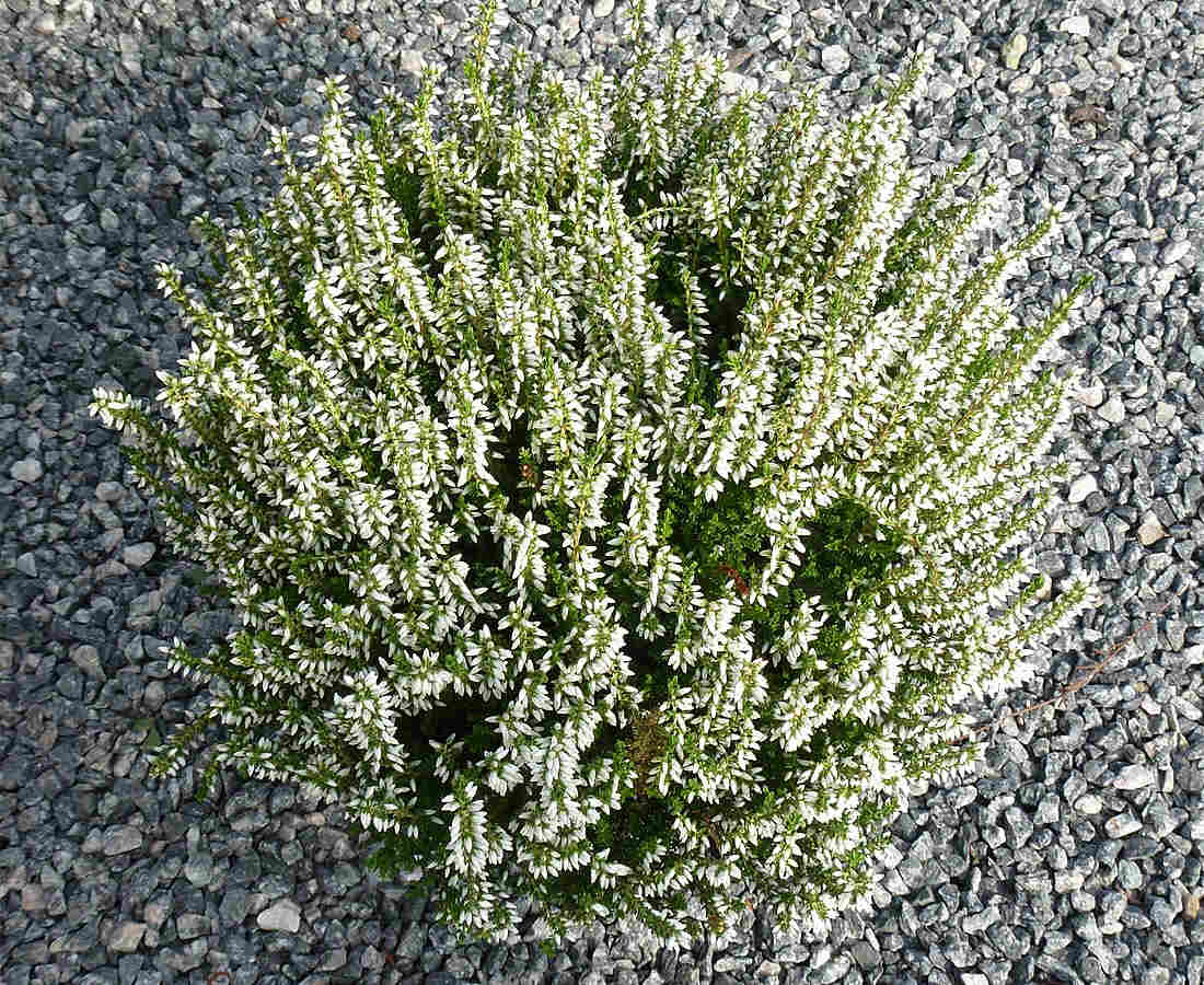 Calluna Vulgaris Philipine