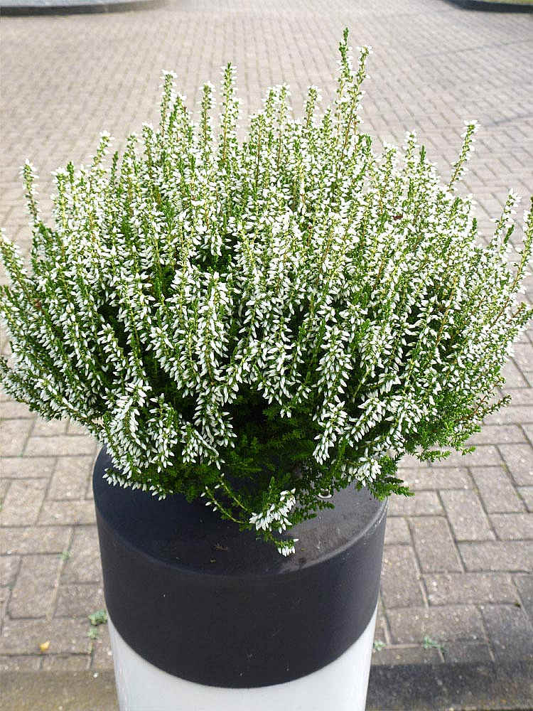 Calluna Vulgaris Philipine