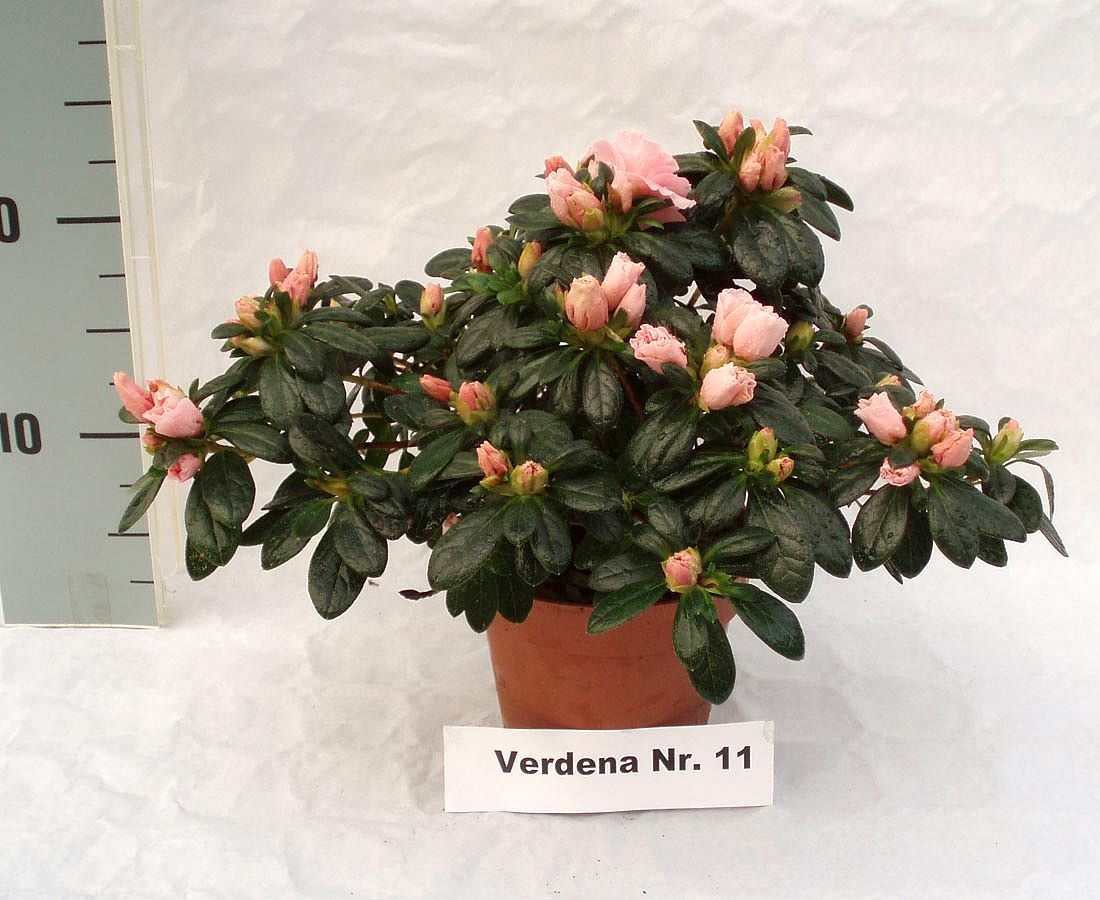 Rododendron simsii (Azalee) - Verdena